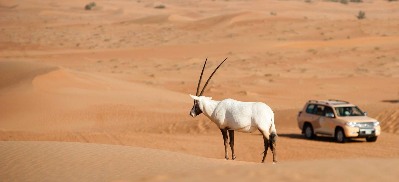 Dubai Desert