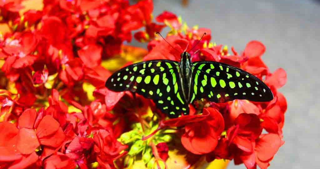 Butterfly Garden in Dubai