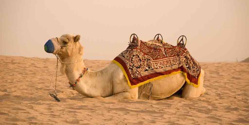 Desert Safari in Dubai