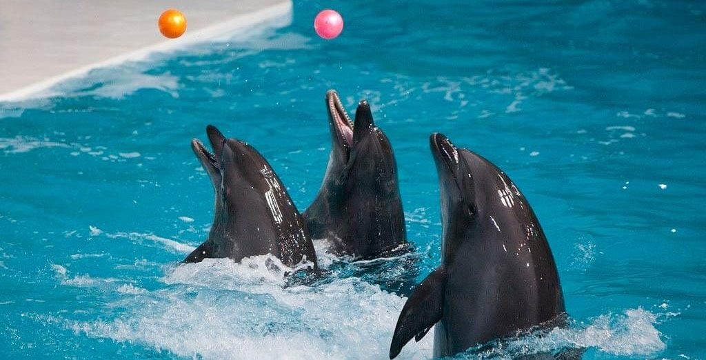 Dubai Dolphinarium