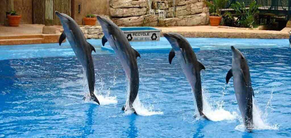 dubai dolphinarium tour