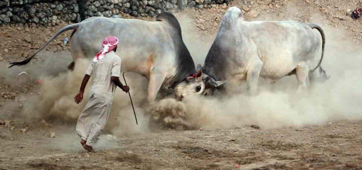Bullfighting in Fujairah