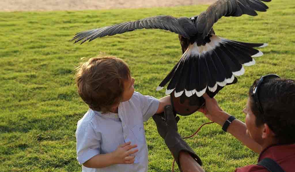 Falcon Show at Banyan Tree Al Wadi