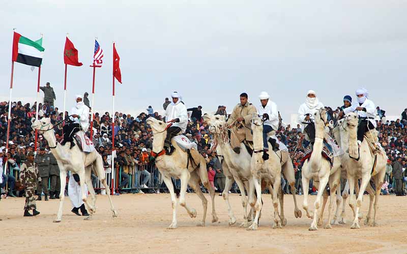 Witness the Camel racing circuit