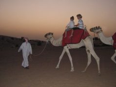 Kids enjoying camel ride during desert safari dubai