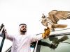 Falcon Show