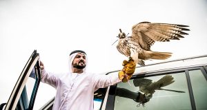 Falcon Show