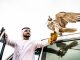 Falcon Show