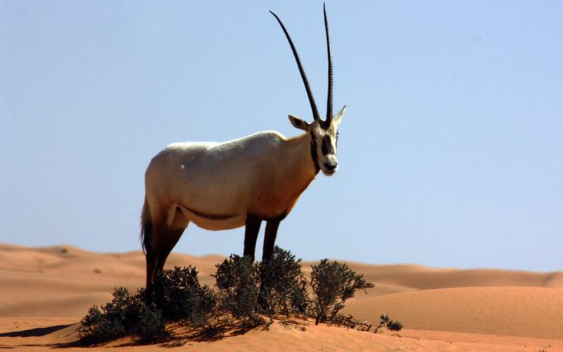 an arabian oryx at dubai desert conservation reserve