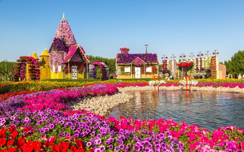 Beautiful view of colourful flowers at Miracle Garden Dubai