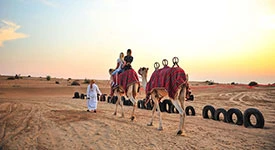 Camel Trekking in Dubai