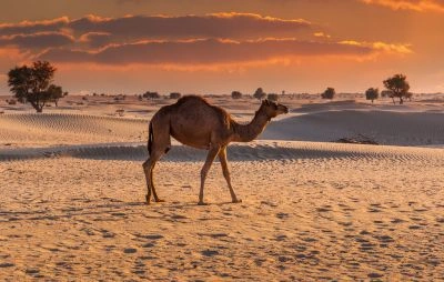 Evening Camel ride in Dubai