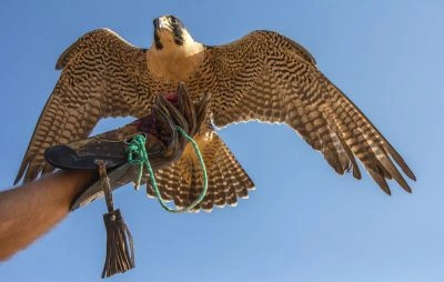 Falconry in Dubai Desert