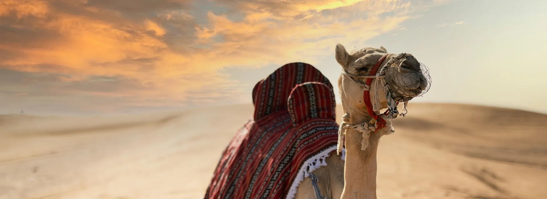 Gallery of Desert Safari Dubai