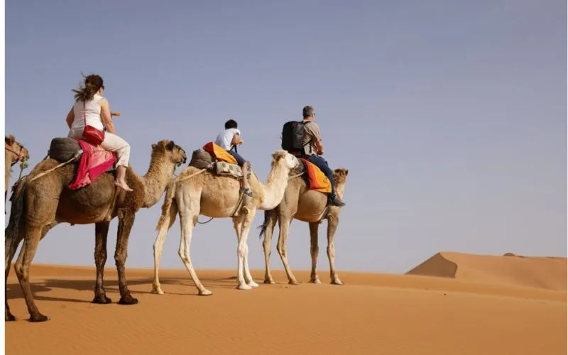 Camel Riding in Morning Safari Abudhabi Desert